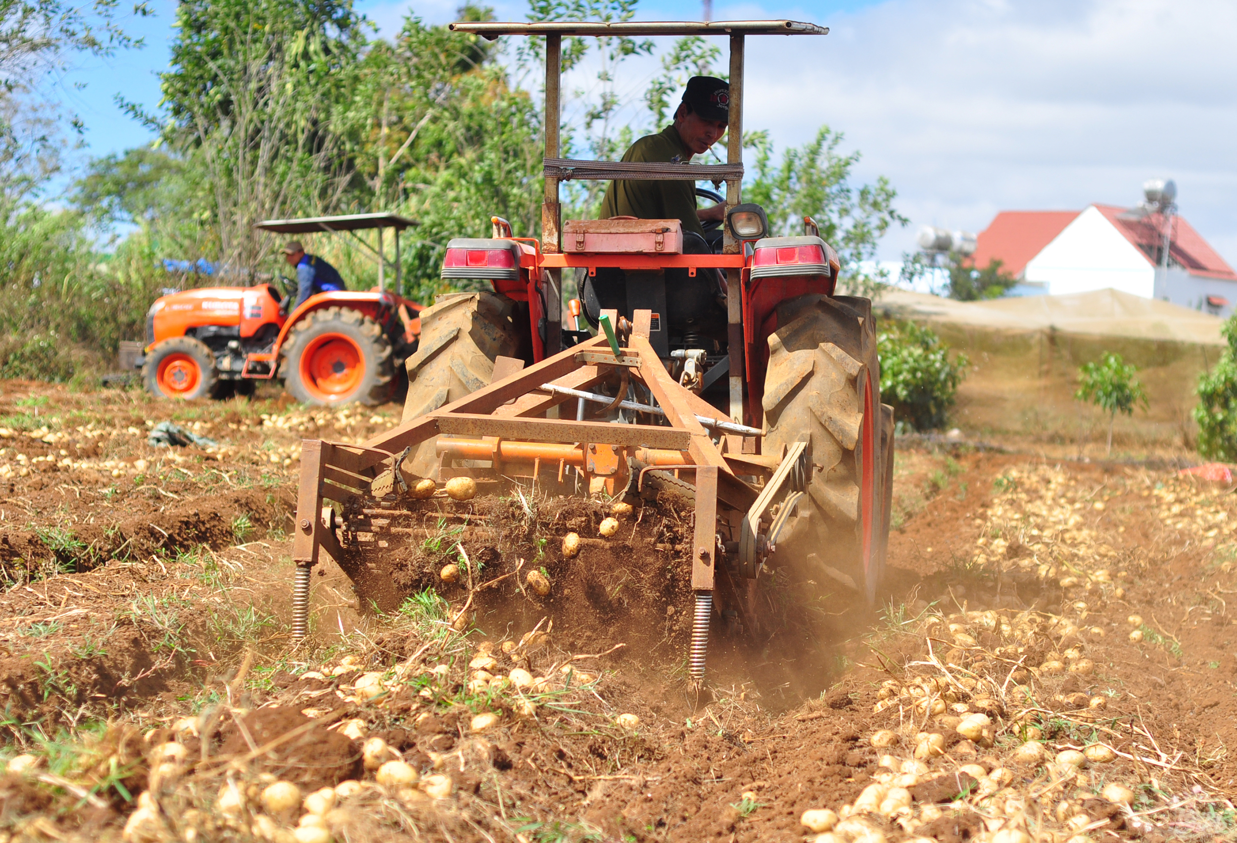 Mô hình khoai tây vàng được gia đình anh Trần Minh Tâm, ngụ xã Quảng Lập (huyện Đơn Dương, Lâm Đồng) áp dụng sản xuất nhiều năm qua. Hiện nay, gia đình đã liên kết với doanh nghiệp chế biến nông sản có trụ sở ở Đà Lạt để nâng cao hiệu quả . 