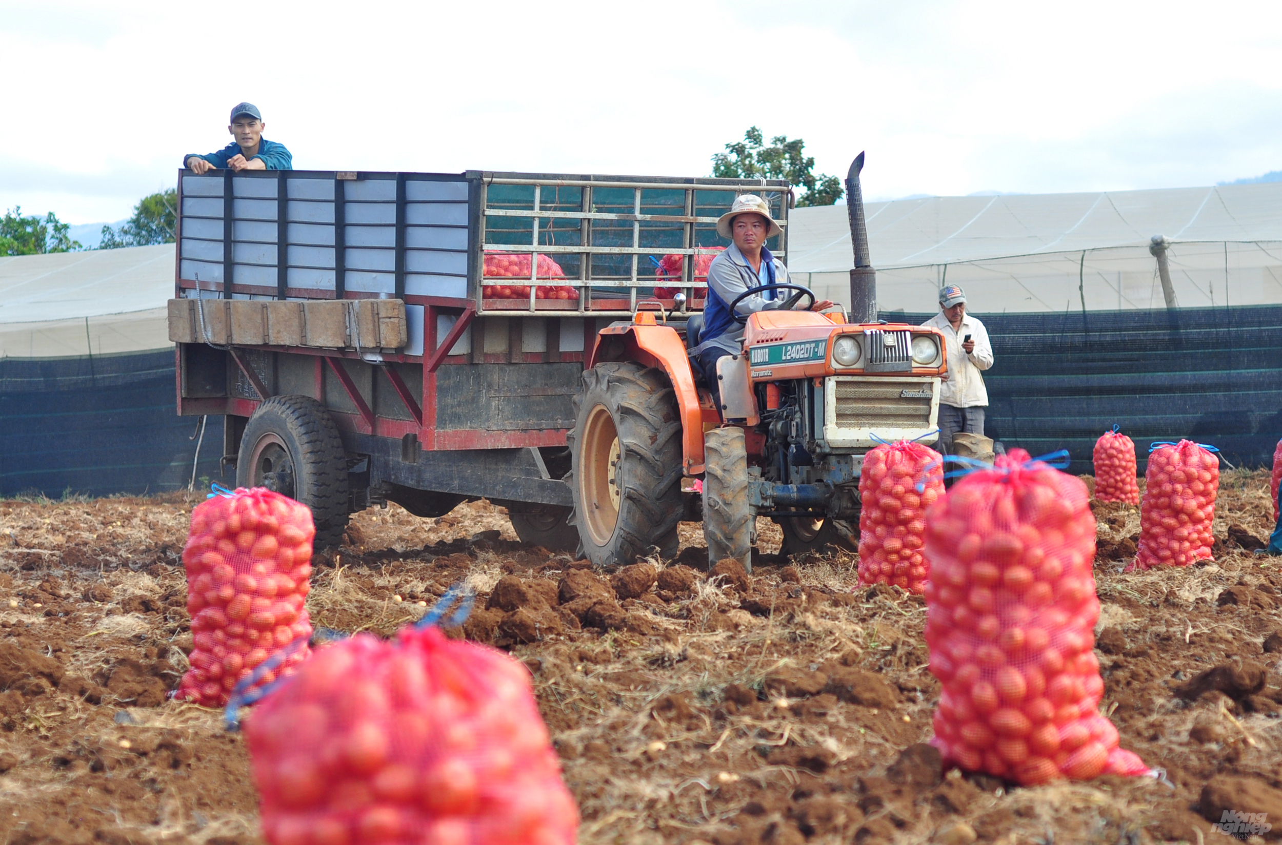 Theo UBND xã Quảng Lập, địa phương hiện có khoảng 300ha khoai tây và chủ yếu phát triển theo hướng nông dân liên kết doanh nghiệp. 