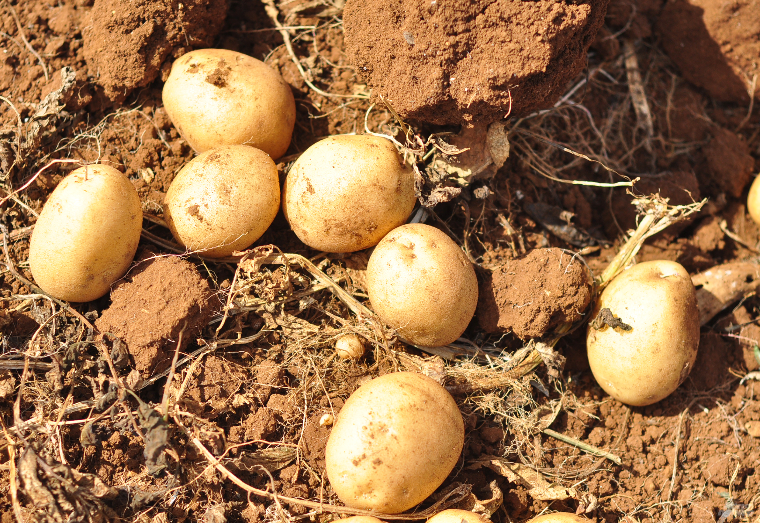 Vùng Quảng Lập có khí hậu mát mẻ, đất đỏ bazan nên phù hợp cho việc phát triển khoai tây và các giống rau, củ khác. 