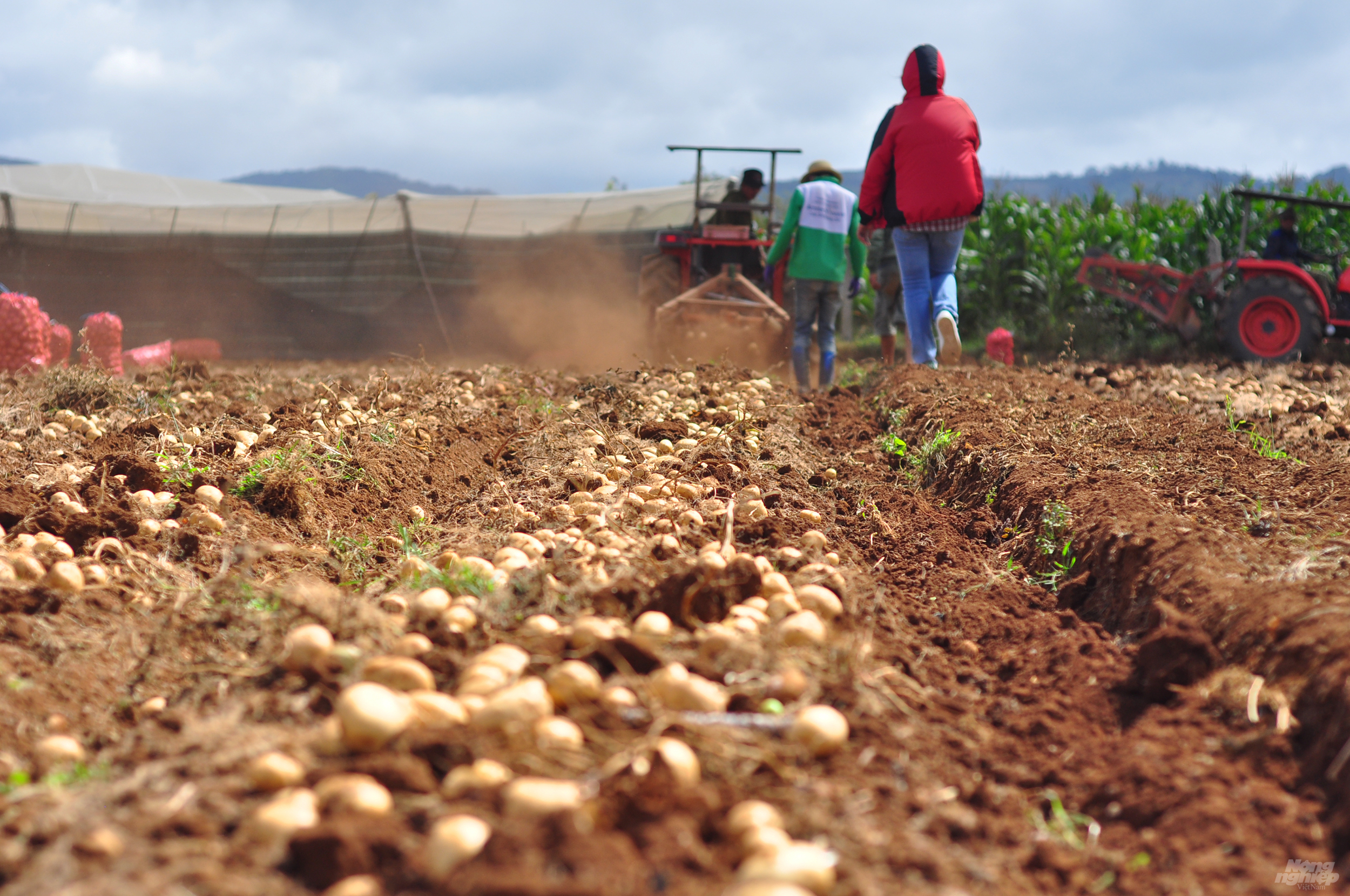 Chi phí đầu tư cho mỗi sào khoai tây ở vào khoảng 3,5-4,5 triệu đồng.