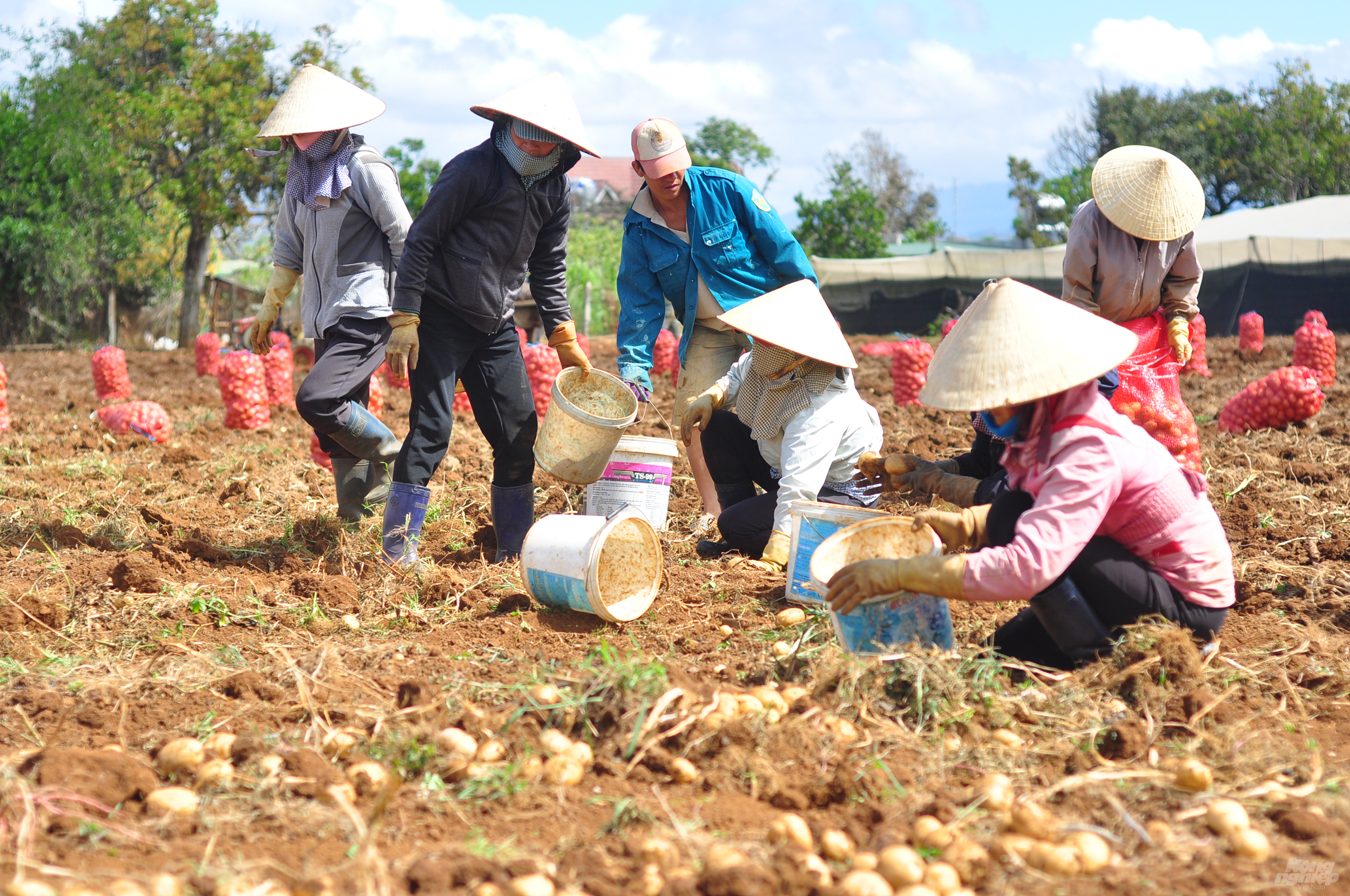 Để có được khoai thương phẩm, gia đình anh Tâm xuống giống vào hơn 3 tháng trước và áp dụng quy trình chăm sóc theo tiêu chuẩn của đơn vị liên kết đề ra.  