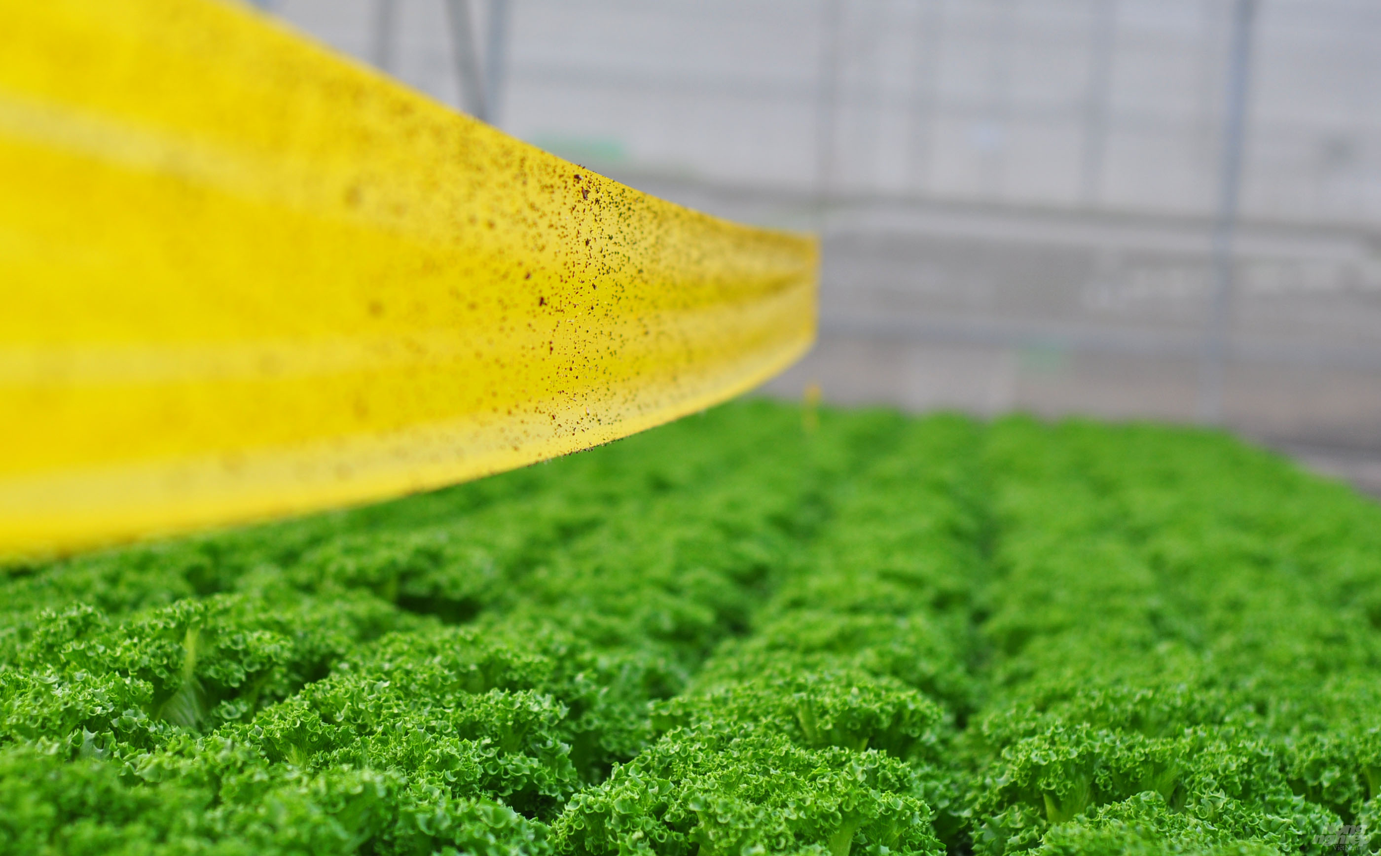 Theo chủ vườn, rau thủy canh được thực hiện theo quy trình VietGAP nên sản phẩm được tiêu thụ ở các chuỗi siêu thị, cửa hàng rau sạch trên toàn quốc.