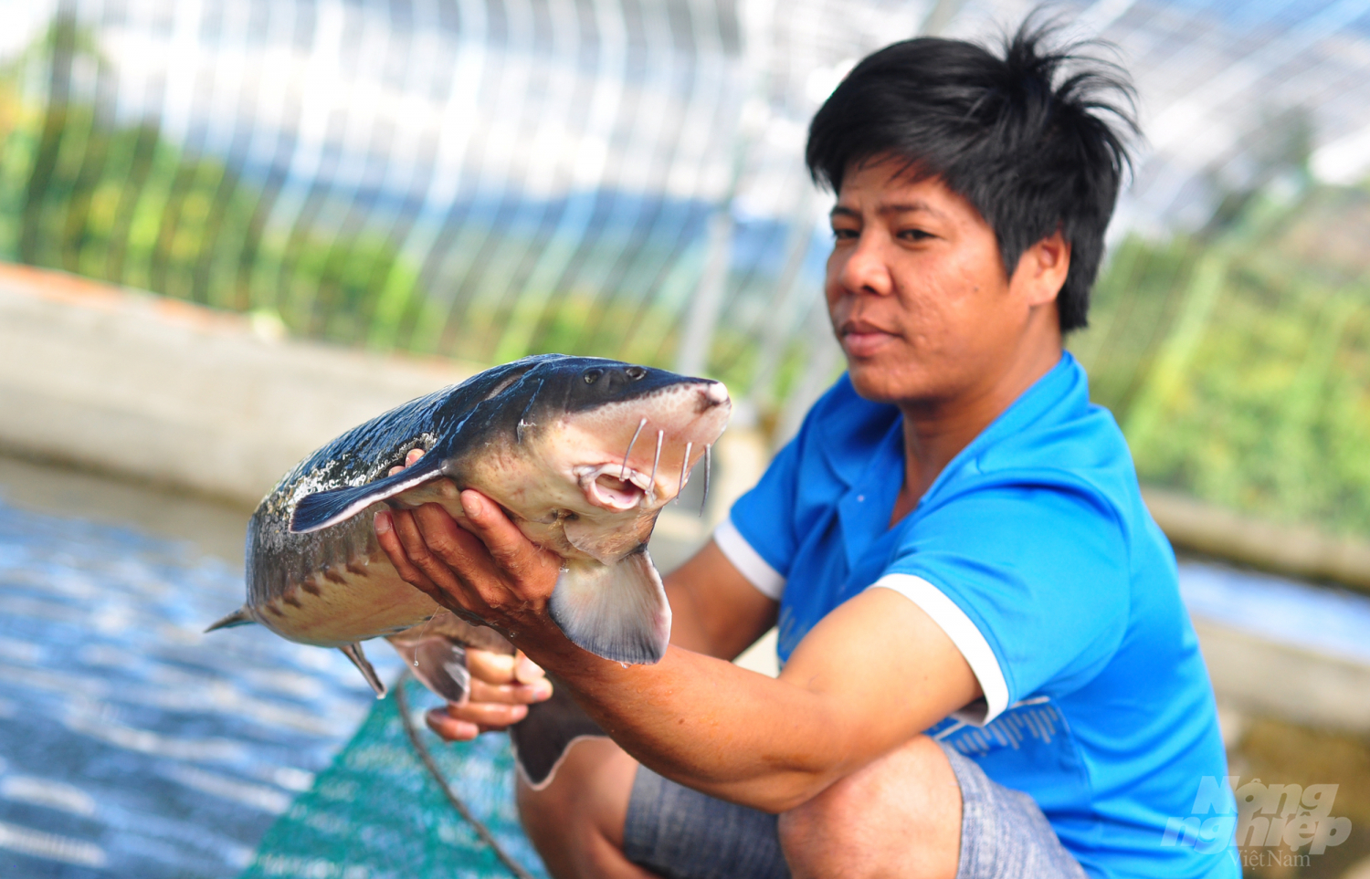 Sau 12 tháng, cá có thể đạt trọng lượng 1,8-2kg và đây là thời điểm thu hoạch để bán cho các nhà hàng, doanh nghiệp. 