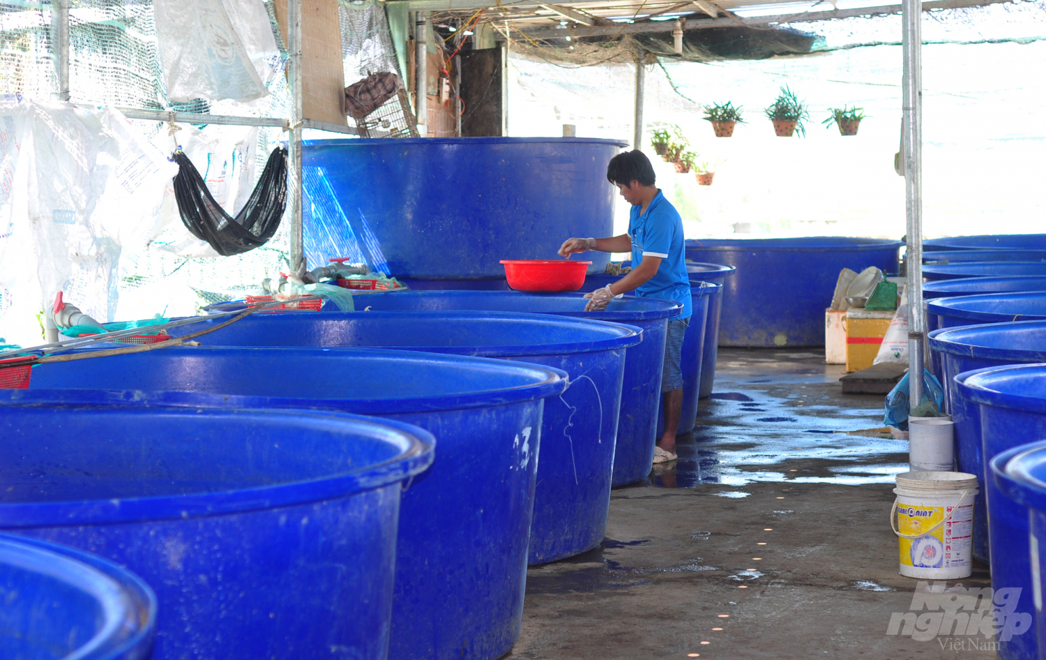 Để chủ động chăn nuôi, trang trại ông Huỳnh Ngọc Thu cũng chăm sóc cá bố mẹ và sử dụng công nghệ để ươm cá giống. 