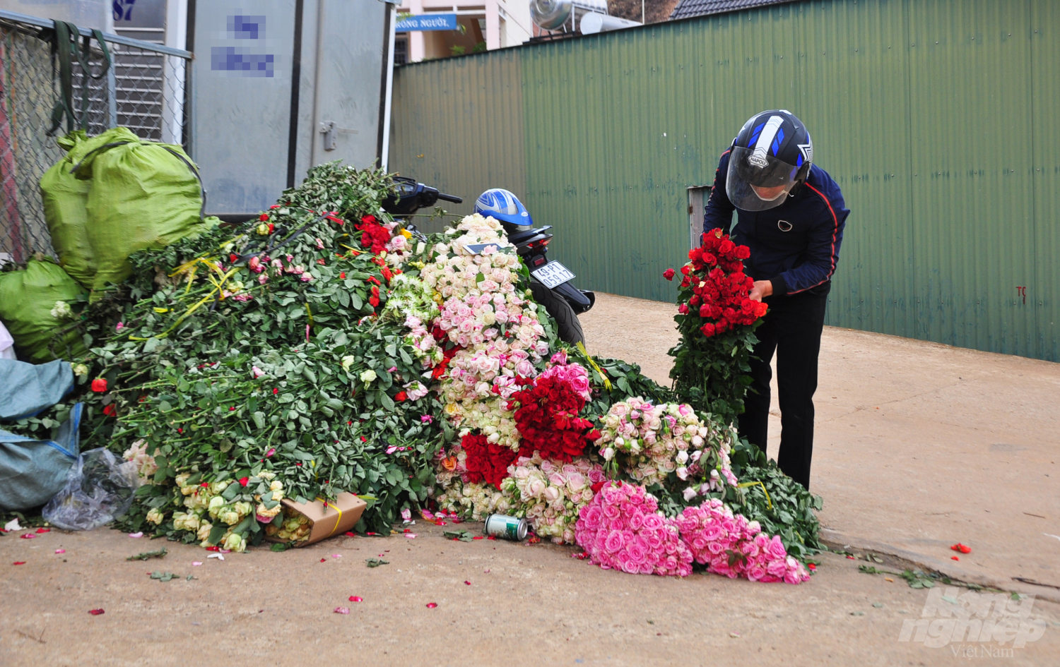Tình trạng hoa hồng ế ẩm xảy ra khoảng 2 tuần trở lại đây. Theo người dân vùng Langbiang, thị trấn Lạc Dương (huyện Lạc Dương, Lâm Đồng), hoa bắt đầu mất giá từ sau Tết Nguyên đán 2020 và đến nay thì thương lái không về gom hàng.