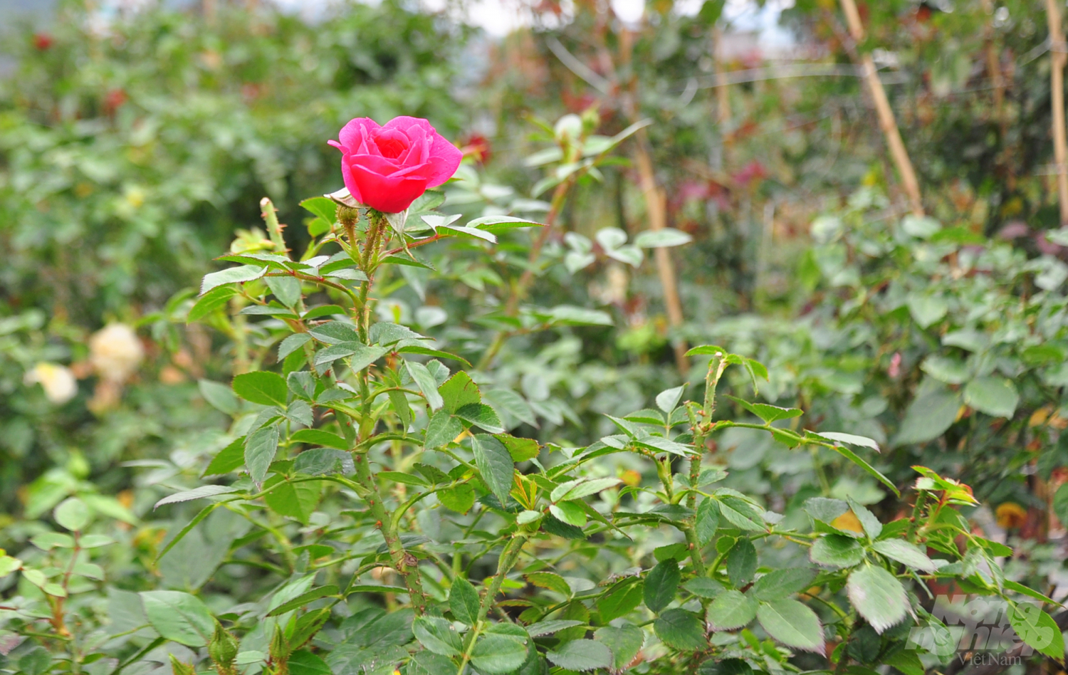 'Ở Đà Lạt, Đức Trọng có khí hậu quá lý tưởng để trồng hoa hồng. Do vậy, cây đưa từ nhiều quốc gia khác về cũng bén rễ nhanh, phát triển mạnh', chủ vườn 37 tuổi chia sẻ.