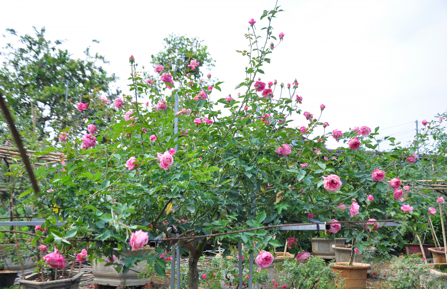 Một gốc hồng cổ cho hoa rực rỡ.