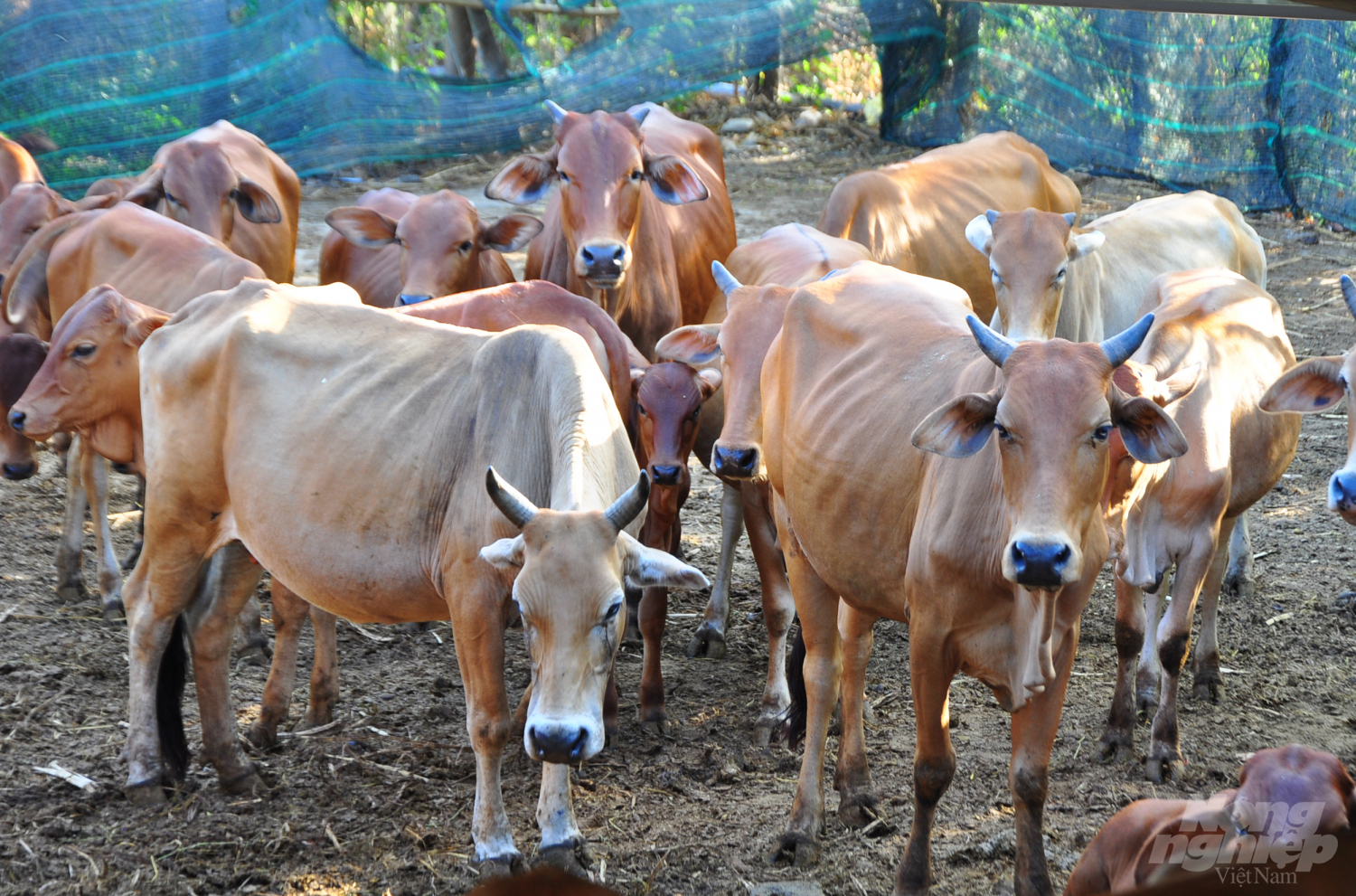 Chủ động được nguồn thức ăn thô cho gia súc, nông dân Ninh Thuận phát triển chăn nuôi quy mô lớn. Ảnh: Minh Hậu.    