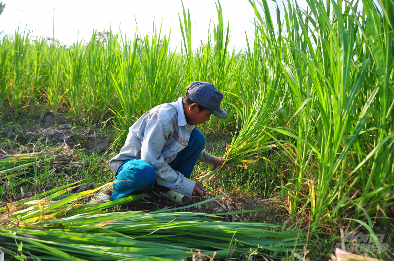 Trồng cỏ nuôi bò, nhiều gia đình ở Ninh Thuận có nguồn thu nhập cao. Ảnh: Minh Hậu.