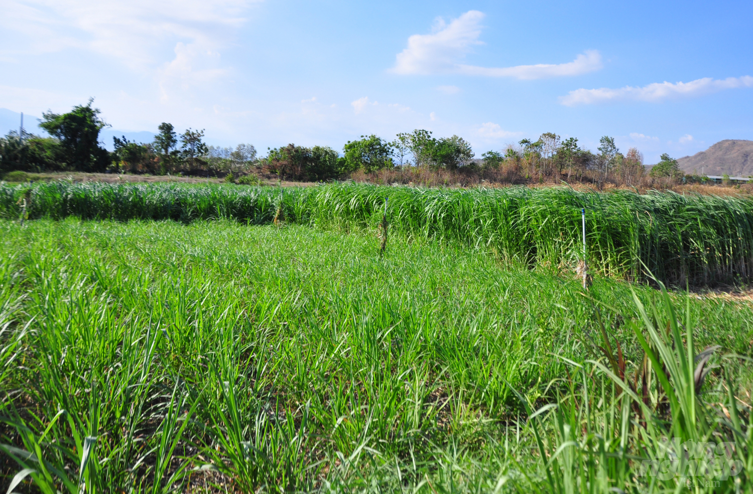 Nhiều vùng đất khô hạn ở Ninh Thuận trở thành đồng cỏ phục vụ chăn nuôi gia súc. Ảnh: Minh Hậu.