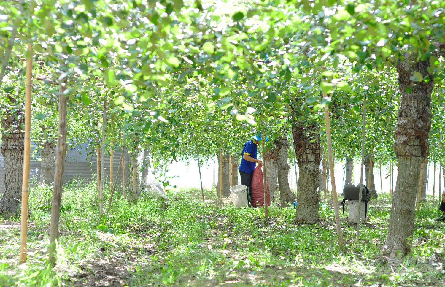 Cuối tháng 4, dưới cái nắng chói chang ở Ninh Thuận, những vườn táo vẫn xanh ngát, trái trĩu cành. Một nông dân cho biết, thời tiết khắc nghiệt nhưng dưới sự chăm sóc cẩn thận, những vườn táo cho 2 vụ trái mỗi năm, chất lượng ngon ngọt đặc biệt.  