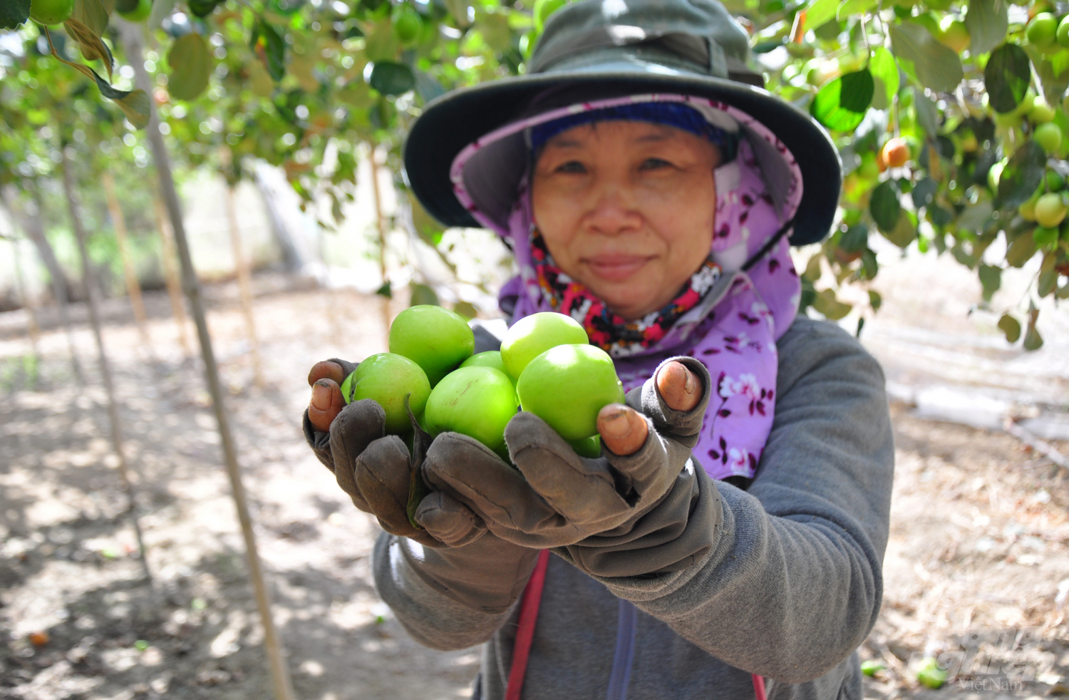 Hiện nay, táo Ninh Thuận là một trong 12 sản phẩm chủ đạo của địa phương và đã được Bộ Khoa học Công nghệ cấp chứng nhận chỉ dẫn địa lý. 