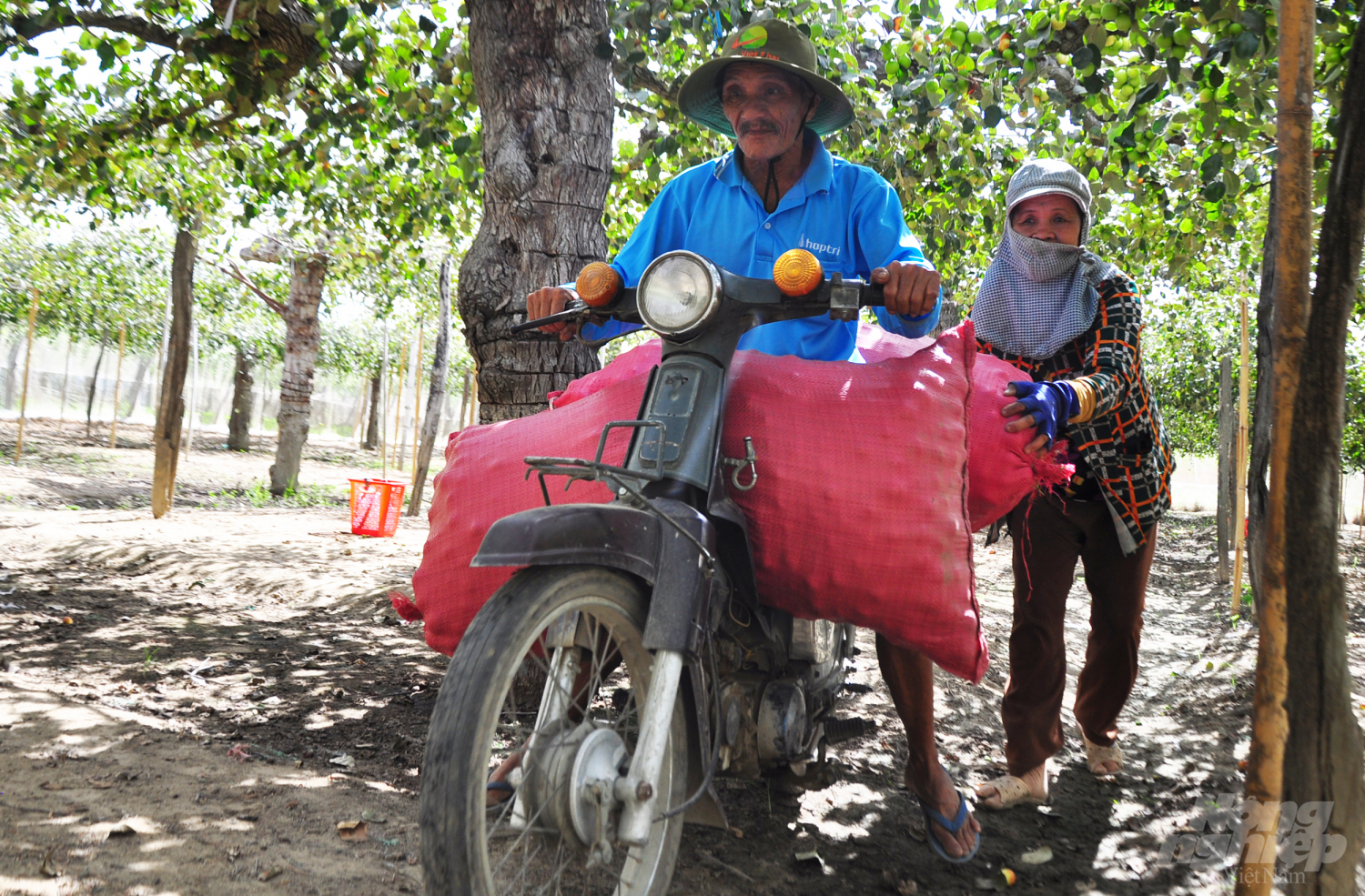 Tỉnh Ninh Thuận định hướng nâng lên 2.000ha táo vào năm 2020.