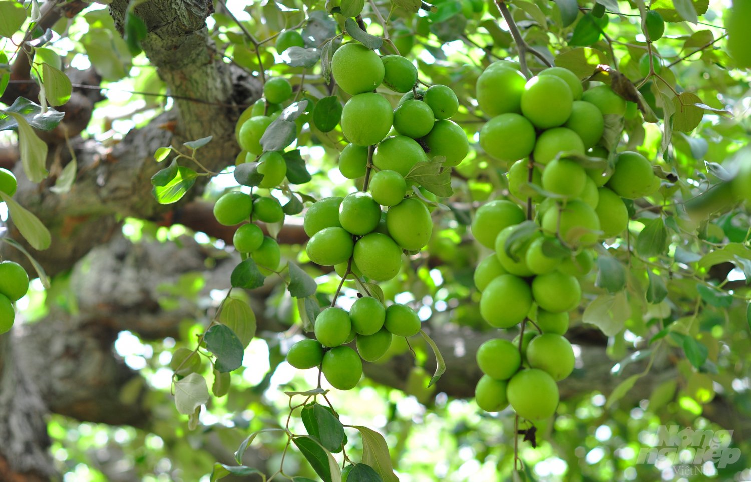 Tại xã Phước Hậu (huyện Ninh Phước), các mô hình chuyển đổi cây lúa sang phát triển táo đều cho hiệu quả cao. Theo nông dân, giá trị sản xuất táo hiện cao gấp ít nhất 3 lần so với cây lúa. 