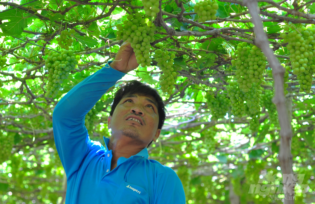Theo Trung tâm Khuyến nông tỉnh Ninh Thuận, nho là 1 trong 12 sản phẩm chủ lực của tỉnh này và đã được Bộ Kho học Công nghệ cấp chứng nhận chỉ dẫn địa lý. Cây trồng này mang lại hiệu qua kinh tế cao hơn nhiều lần so với lúa, bắp, đậu tương nên tỉnh khuyến khích người dân phát triển.