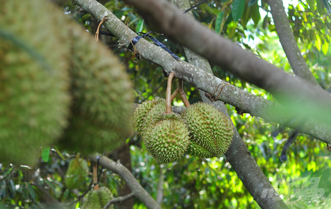 Hiện nay, Viện WASI cũng thực hiện nhiều vườn cà phê, cây ăn trái đầu dòng để phục vụ công tác nghiên cứu, sản xuất giống. 