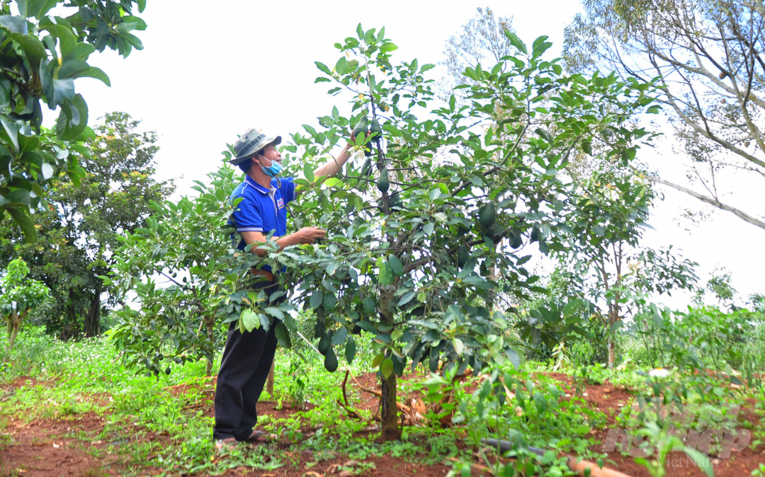 Gia đình ông Trần Văn Xuất tại tổ dân phố Chi Lăng (thị trấn Nam Ban, huyện Lâm Hà, Lâm Đồng) thực hiện mô hình trồng xen cà phê và cây ăn trái trên diện tích 3ha vườn. 