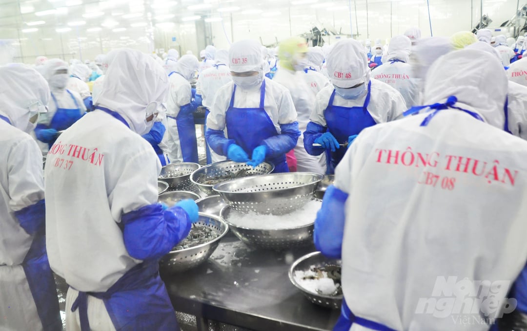 Công ty TNHH Thông Thuận chiếm 95% giá trị kim ngạch xuất khẩu tôm của tỉnh Ninh Thuận. Ảnh: Minh Hậu.