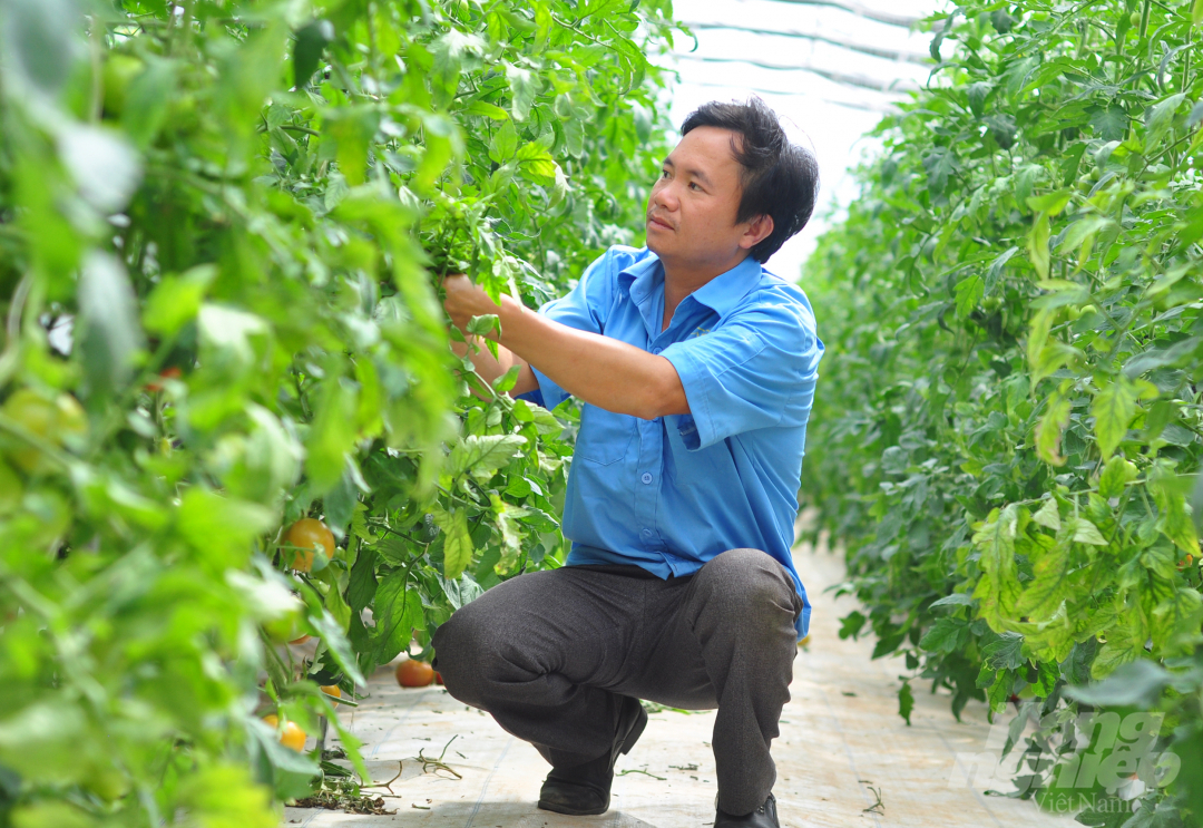 Với diện tích 1,5ha, gia đình ông Lê Văn Ba ở xã Hiệp An (huyện Đức Trọng, Lâm Đồng) thực hiện mô hình nông nghiệp công nghệ cao với các loại cây trồng như cà chua beef, cà chua cherry, ớt chuông baby...