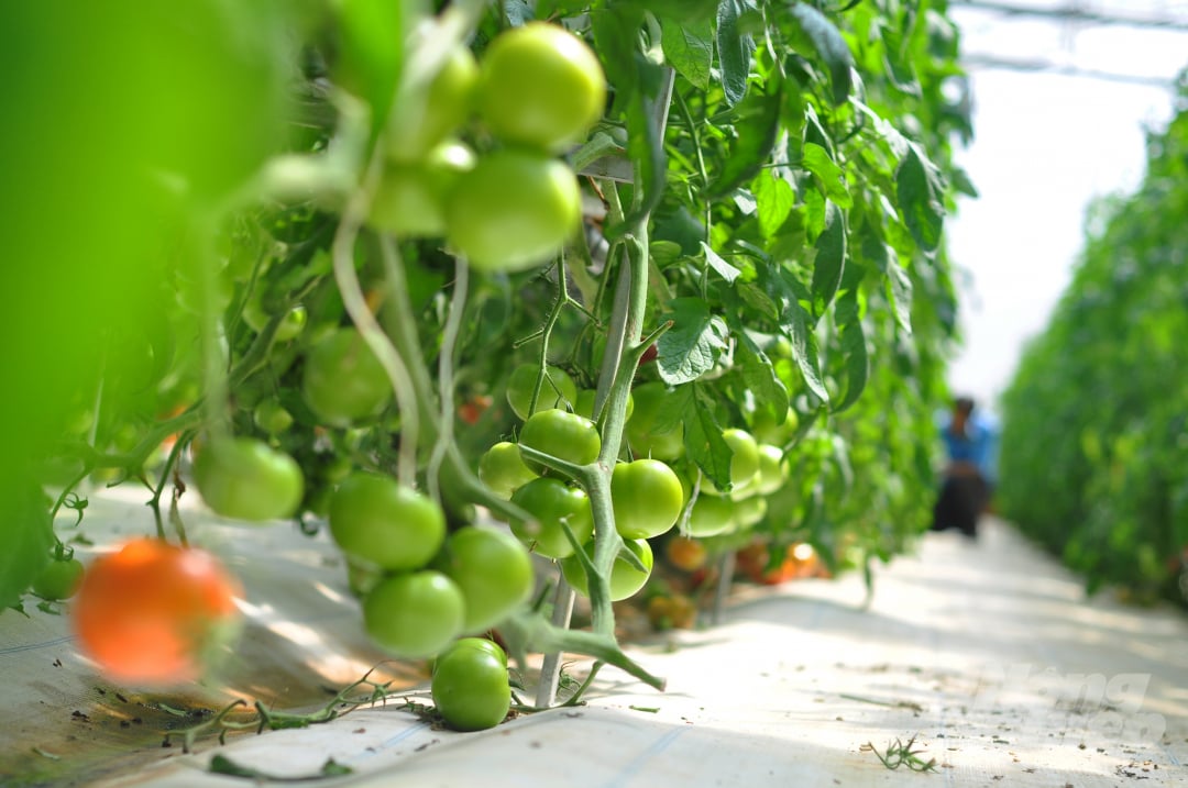 Cà chua và các loại nông sản khác gia đình ông Lê Văn Ba đang được tiêu thụ ở các chuỗi cửa hàng tiện ích, hệ thống siêu thị trên toàn quốc.
