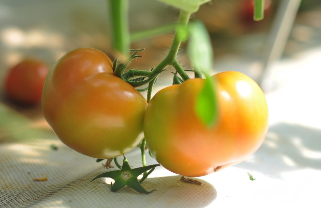 'Riêng cà chua beef, một doanh nghiệp đã ký hợp đồng bao tiêu sản phẩm với mức giá 20.000 đồng/kg. Hợp đồng bao tiêu đến hết năm 2021', chủ vườn chia sẻ.