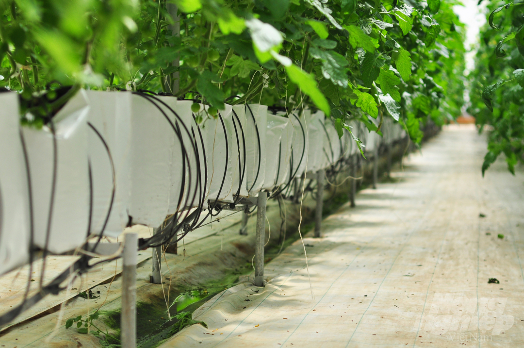 Tại đây, ông Ba dành khoảng 1 sào (1.000m2) để trồng cà chua beef trên giá thể xơ dừa. Quy trình chăm sóc cây tại đây được thực hiện bài bản với sự kết hợp giữa con người và công nghệ hiện đại.