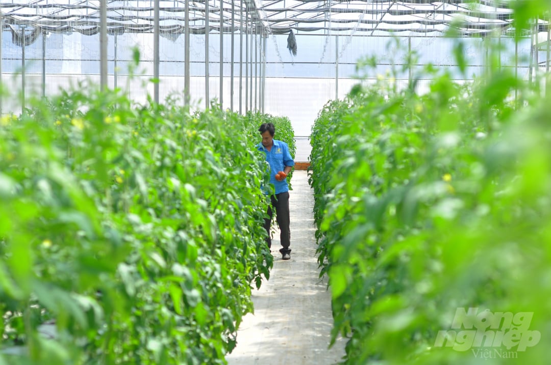 'Nhờ áp dụng công nghệ vào sản xuất nên cà chua tại vườn đạt năng suất cao. Trung bình, mỗi cây cho thu hoạch từ 1,5-2kg trái/tháng', ông Lê Văn Ba thổ lộ.