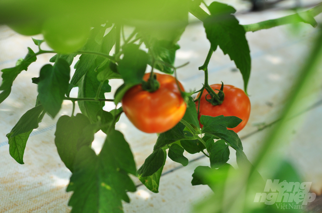 Cà chua beef của gia đình ông Lê Văn Ba đang được sản xuất theo quy trình VietGAP. Được sản xuất sạch nên người tham quan có thể hái và ăn thử cà chua tại vườn.