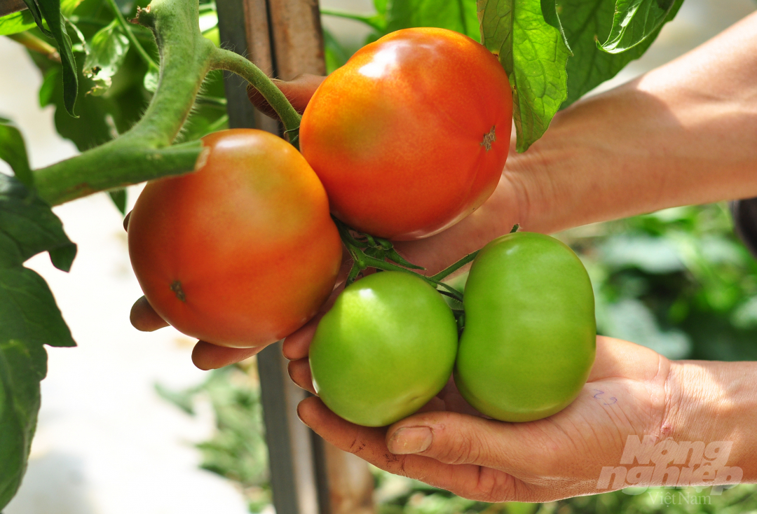Chế độ chăm sóc được đảm bảo nên mỗi quả cà chua beef của gia đình ông Ba có thể đạt trọng lượng từ 300-400 gram.
