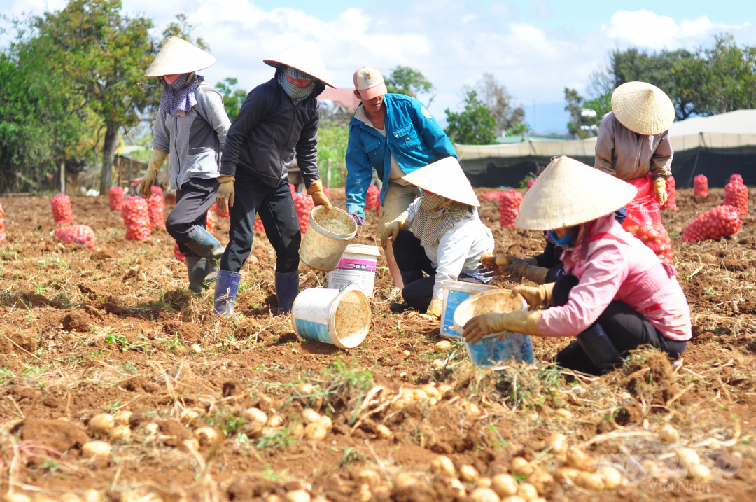 Những năm gần đây, nông nghiệp Lâm Đồng có nhiều thay đổi, nông dân có nguồn thu nhập cao khi thực hiện các mô hình trồng trọt, chăn nuôi. Ảnh: Kim Sơ.