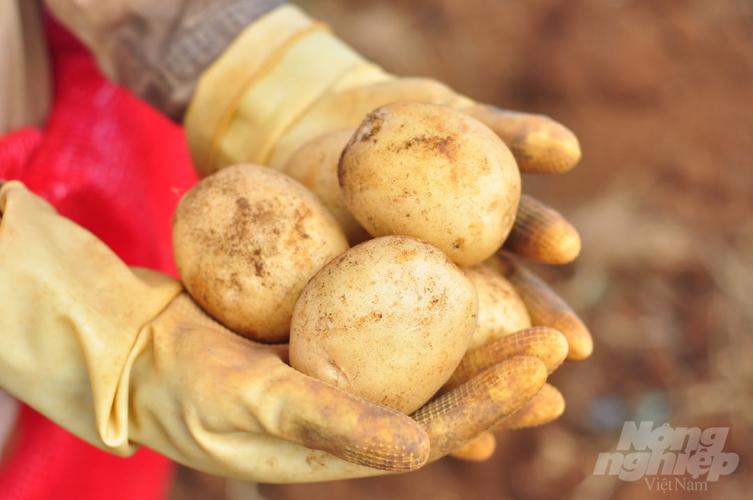 Lâm Đồng có diện tích sản xuất khoai tây khoảng 1.500ha. Ảnh: Minh Hậu.