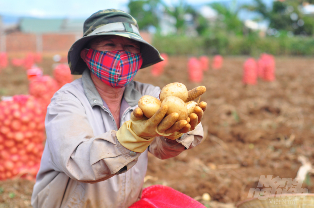 Liên kết với các doanh nghiệp để trồng khoai tây nên người dân có nguồn thu nhập ổn định. Ảnh: Minh Hậu.