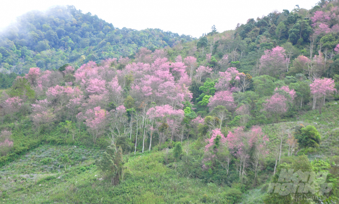 Một khoảng đồi được nhuộm hồng bởi màu mai anh đào.