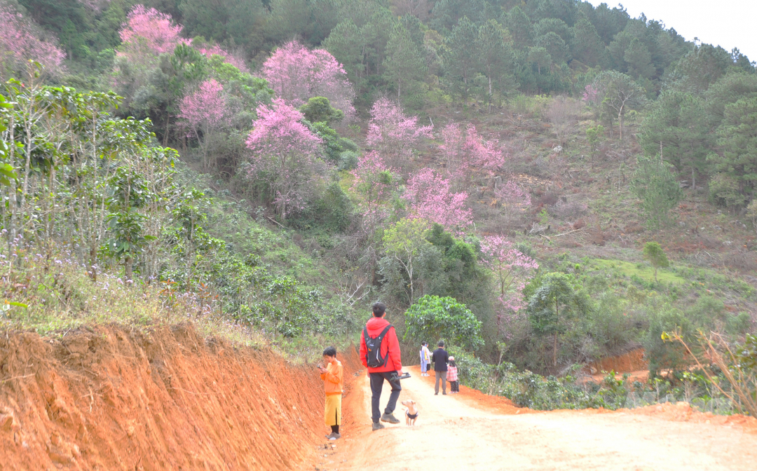 Trước tết, con đường mòn ở sườn núi Langbiang được người dân tôn tạo, mở rộng để du khách tiện di chuyển đến rừng mai anh đào.