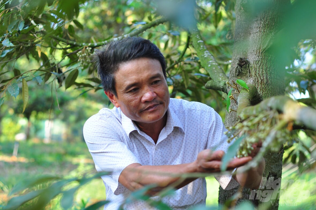 Ngành nông nghiệp tỉnh Đăk Lăk đạt thành quả lớn mặc dù dịch bệnh Covid-19 gây nhiều cản trở. Ảnh: Minh Hậu.