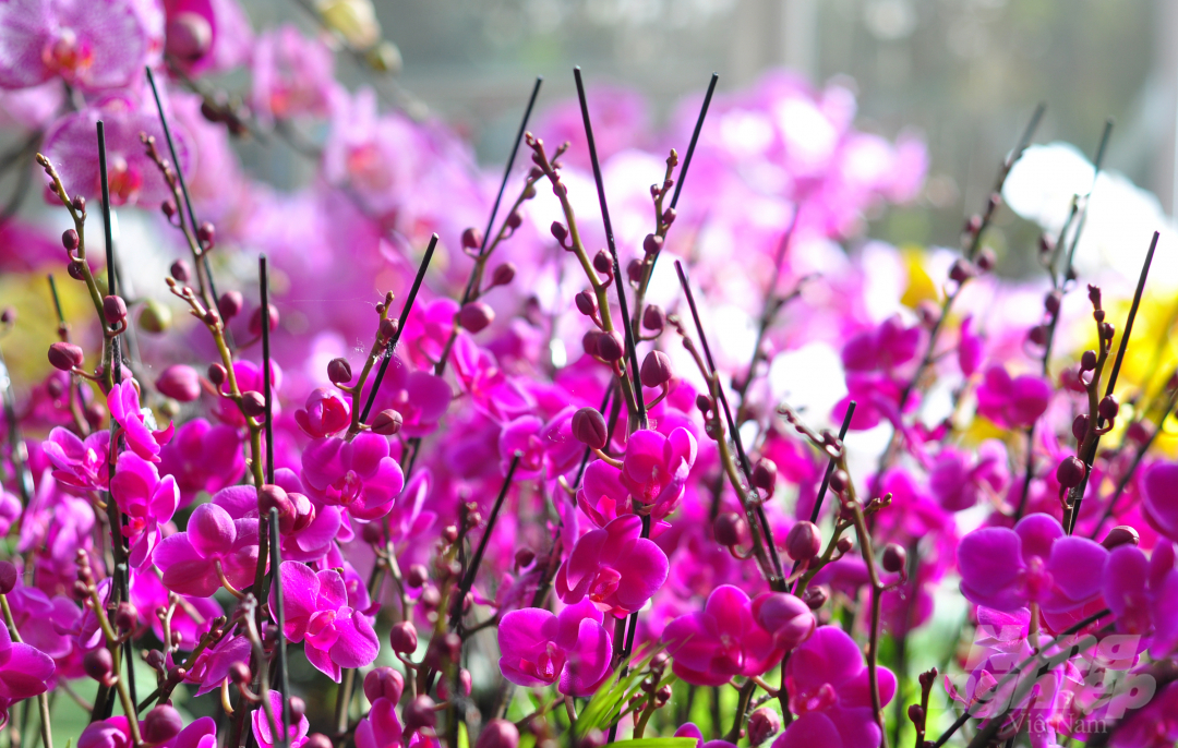 Ông Phan Thanh Sang hiện là Chủ tịch Hiệp hội hoa Đà Lạt và cũng là một trong những nhà vườn lớn nhất ở địa phương về sản xuất hoa lan. Ông cho biết, năm nay, gia đình sử dụng 10.000 gốc để đóng, ghép các chậu lớn, nhỏ theo yêu cầu của khách hàng.  