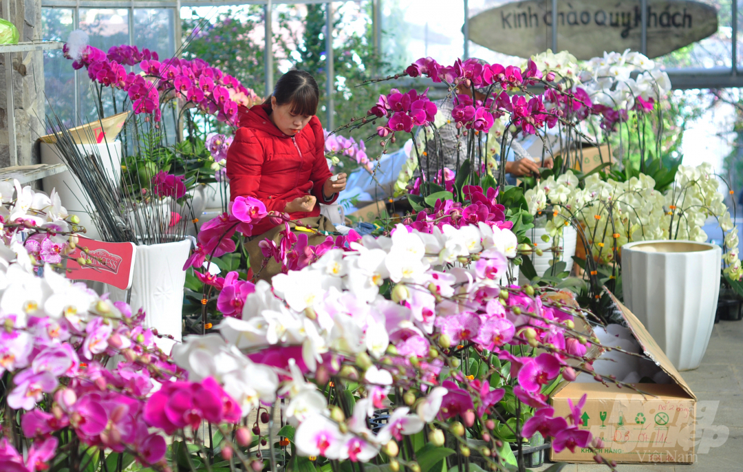 Các chậu hoa Tết có độ lớn, nhỏ khác nhau, màu hoa khác nhau nên giá cũng khác nhau. 