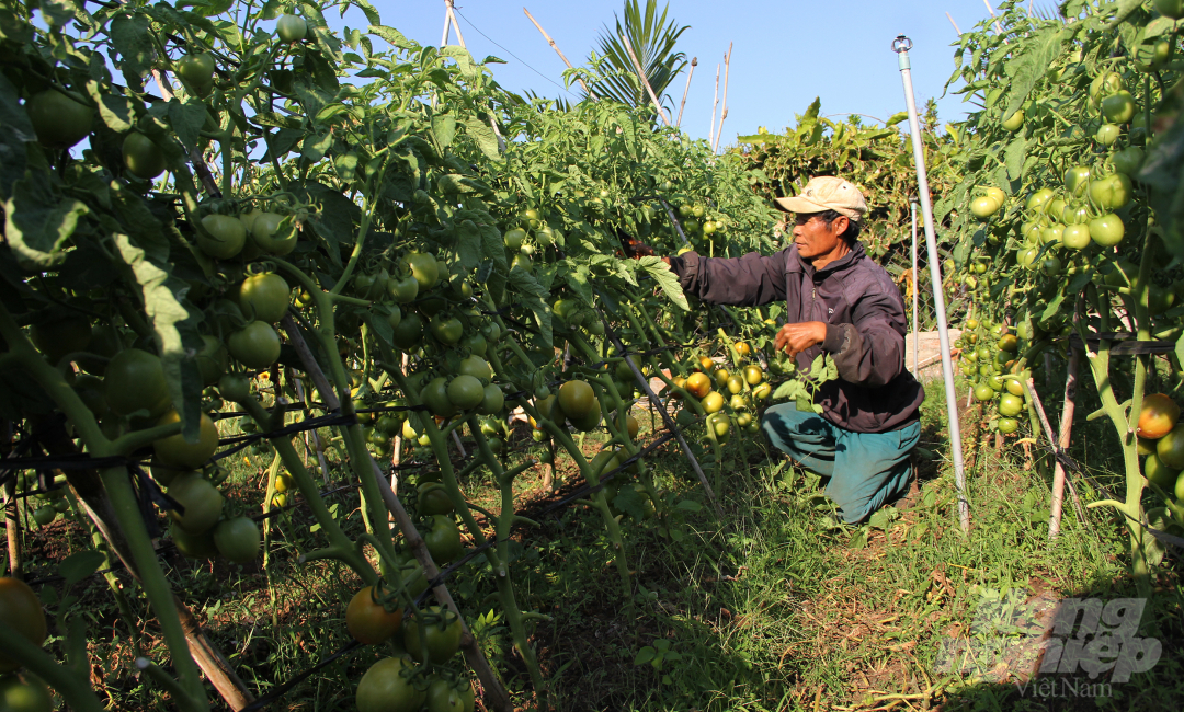 Ông Khang cho biết, gia đình ông đang bán 1.000 đồng/kg cà chua nhưng rất ít người mua.