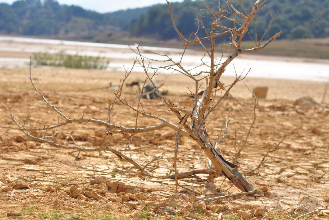 Mùa khô hạn kéo dài sẽ khiến 12 nghìn ha đất sản xuất nông nghiệp Lâm Đồng bị ảnh hưởng. Ảnh: Minh Hậu.