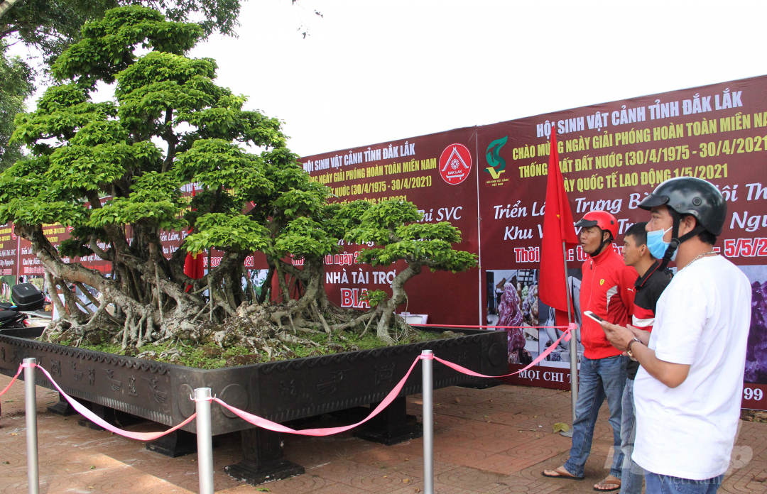 Cây sanh được đặt trên bệ hình chữ nhật có kích thước hơn 6 m2. Theo ông Dương, đây là bệ đựng cây cảnh lớn nhất hiện nay.