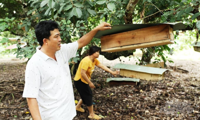 Ông Trần Văn Thức treo các thùng ong dú ở vườn chôm chôm của gia đình. Ảnh: M.H.