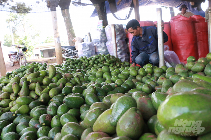 Currently, the agricultural sector of Dak Nong province is making statistics of avocado output and looking for an outlet for this item. Photo: Quang Yen.