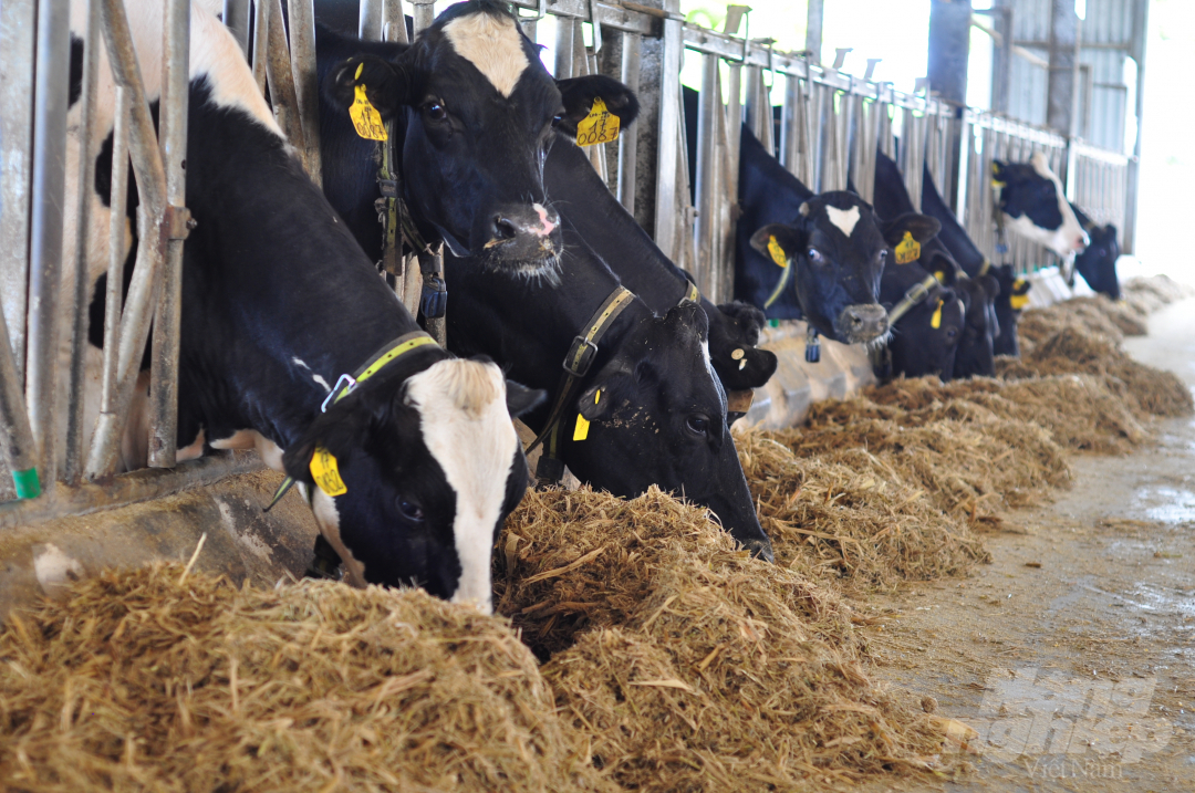 Special breeding procedure at European standard organic dairy farm
