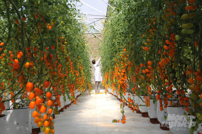 Một công ty liên kết với dân trồng cà chua Nova theo hướng hữu cơ. Ảnh: Kim Sơ.