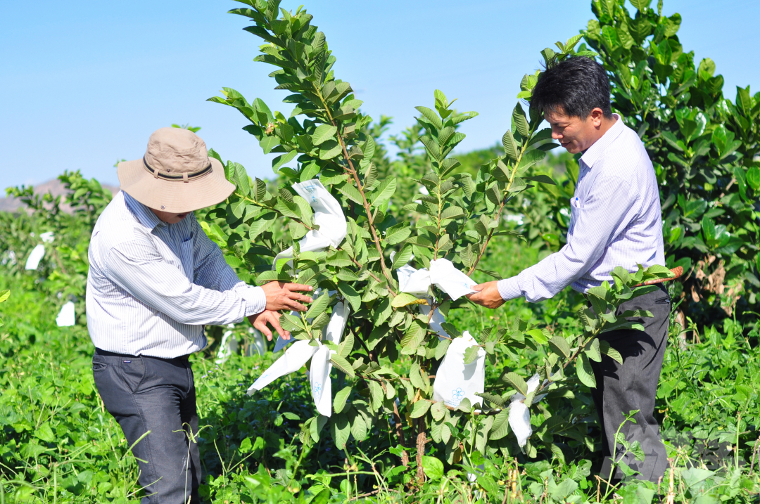Từ nay đến hết tháng 7/2021, tỉnh Ninh Thuận thu hoạch hàng chục nghìn tấn rau, củ, quả, trái cây các loại. Ảnh: Minh Hậu.