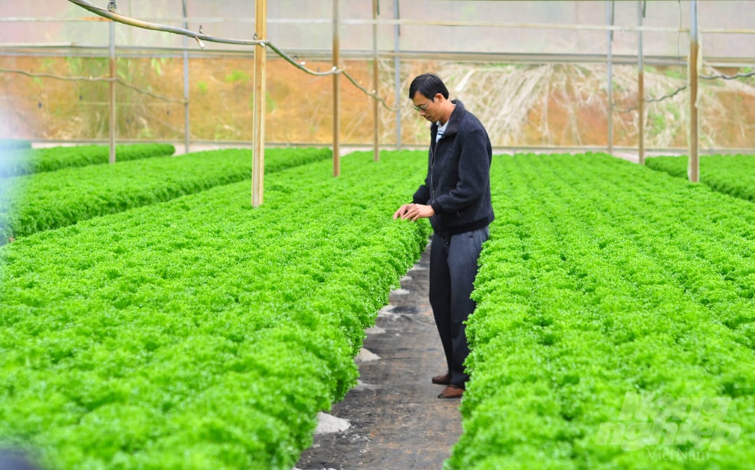 Trên diện tích 3ha tại xã Đạ Sar (huyện Lạc Dương, Lâm Đồng) gia đình ông Tô Quang Dũng thực hiện mô hình rau thủy canh và sản xuất các loại rau ăn lá, ăn quả. 