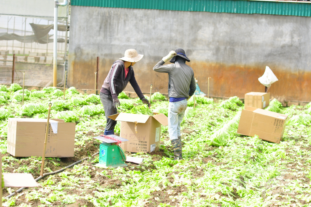 Trong đợt này, Sở NN-PTNT tỉnh Lâm Đồng sẽ chuyển 420 tấn rau, củ, quả hỗ trợ người dân các địa phương bị ảnh hưởng dịch bệnh Covid-19. Ảnh: Minh Hậu.