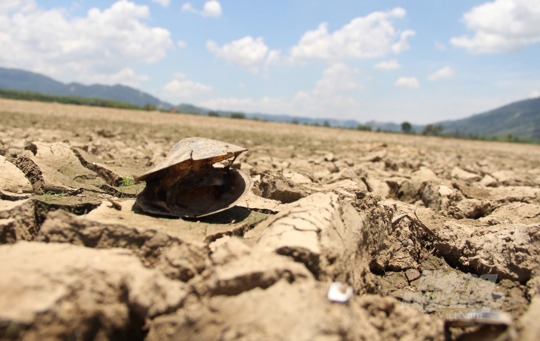 Nắng nóng kéo dài, hồ cạn nước khiến các loại thủy sản tại lòng hồ Ea M'ta, huyện M'Đrăk chết khô.