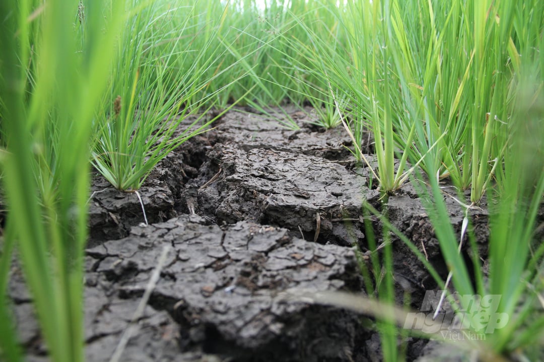 The prolonged drought has caused large cracks in the rice fields. The authorities of two districts, Ea Kar and M'Drak (Dak Lak), have directed localities and units to arrange pumps and dredge canals to focus on drought relief for crops. Photo: Quang Yen.