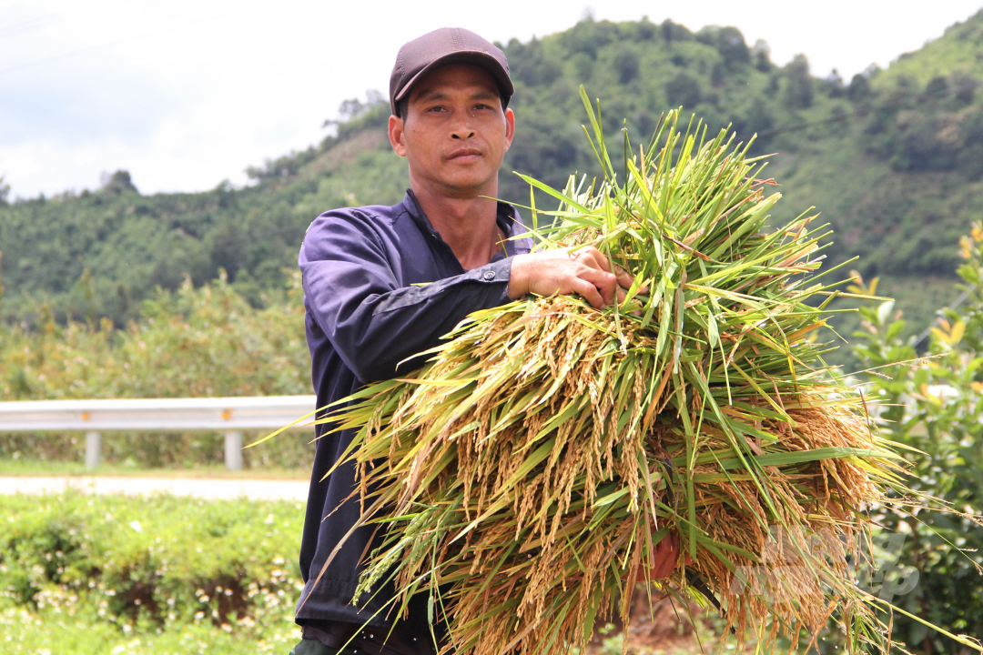 Anh Nguyễn Văn Thanh (ngụ xã Đăk Liêng) cho biết gia đình có hơn 6 sào lúa nhưng bị nước nhấn chìm gần đến ngọn. Để thu hoạch gia đình đã thuê gần 10 người để cắt lúa nhưng năng suất rất thấp vì nước ngập sâu.